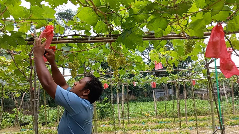 দেশের মাটিতেই থোকায় থোকায় ঝুলছে আঙুর দেশের মাটিতেই থোকায় থোকায় ঝুলছে আঙুর