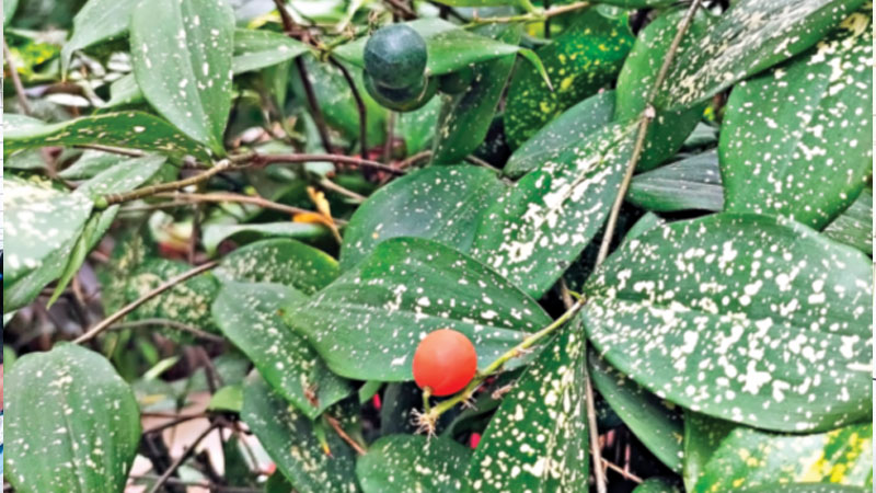 বাহারি গোল্ড ডাস্ট ড্রেসিনা বাহারি গোল্ড ডাস্ট ড্রেসিনা