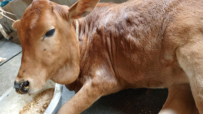 লাম্পি স্কিনের ভ্যাকসিন সংকট লাম্পি স্কিনের ভ্যাকসিন সংকট