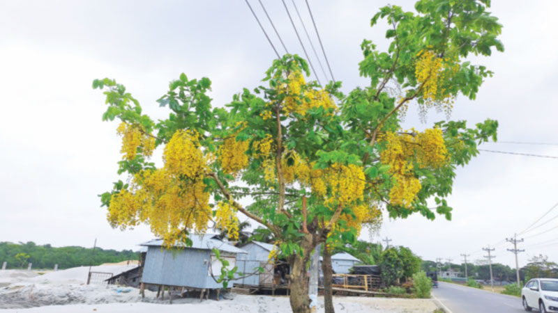 সোনালি সৌন্দর্যের ঝরনায় ঔষধি গুণ সোনালি সৌন্দর্যের ঝরনায় ঔষধি গুণ