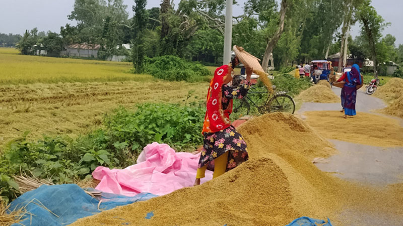 বৈরী আবহাওয়ায় ক্ষেতেই নষ্ট হচ্ছে কৃষকের পাকা ধান বৈরী আবহাওয়ায় ক্ষেতেই নষ্ট হচ্ছে কৃষকের পাকা ধান