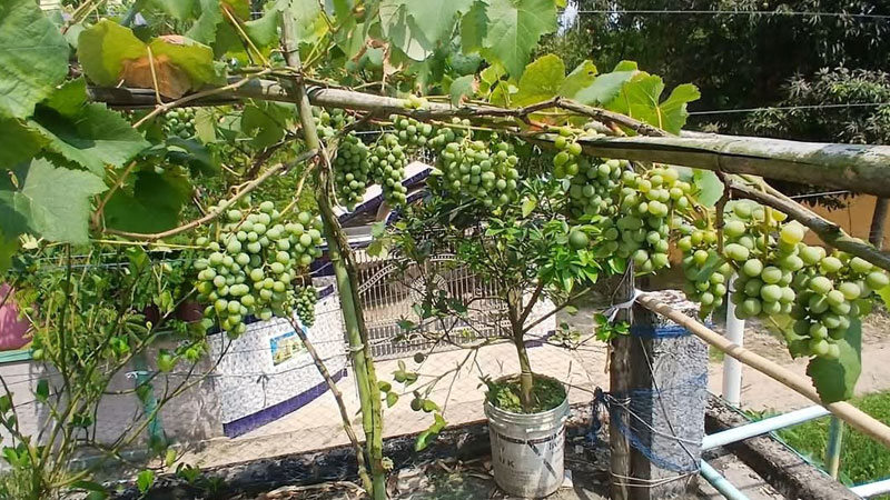 আঙুর চাষে ফারুকের স্বপ্ন আঙুর চাষে ফারুকের স্বপ্ন