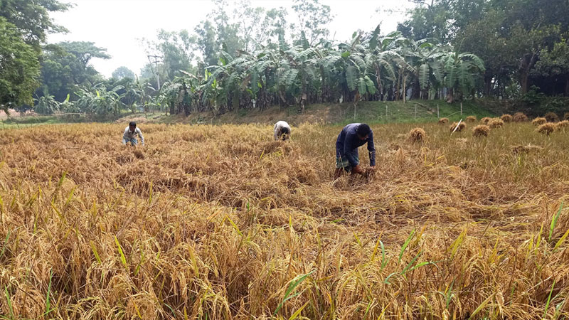ধানচাষির লাভ লোটে ব্যবসায়ীর লোভ ধানচাষির লাভ লোটে ব্যবসায়ীর লোভ