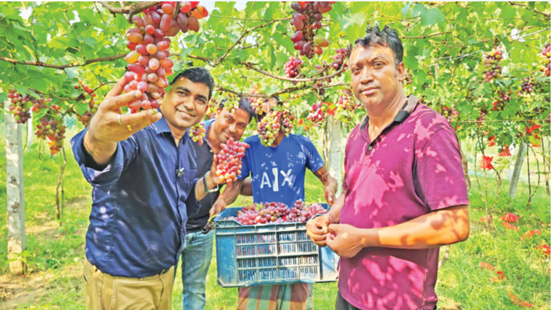 বাণিজ্যিক আঙুর চাষে সফলতা বাণিজ্যিক আঙুর চাষে সফলতা