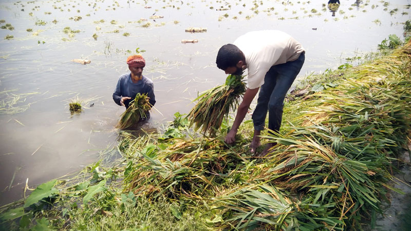 ৫৫ লাখের নালা জমির চেয়ে উঁচু পানি জমে ফসলের সর্বনাশ ৫৫ লাখের নালা জমির চেয়ে উঁচু পানি জমে ফসলের সর্বনাশ