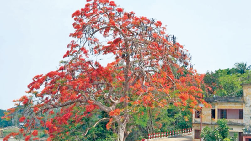 কৃষ্ণচূড়ায় রঙিন বিলাইছড়ির বিকেল কৃষ্ণচূড়ায় রঙিন বিলাইছড়ির বিকেল