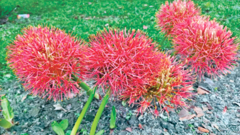 নাম তার মে ফ্লাওয়ার নাম তার মে ফ্লাওয়ার