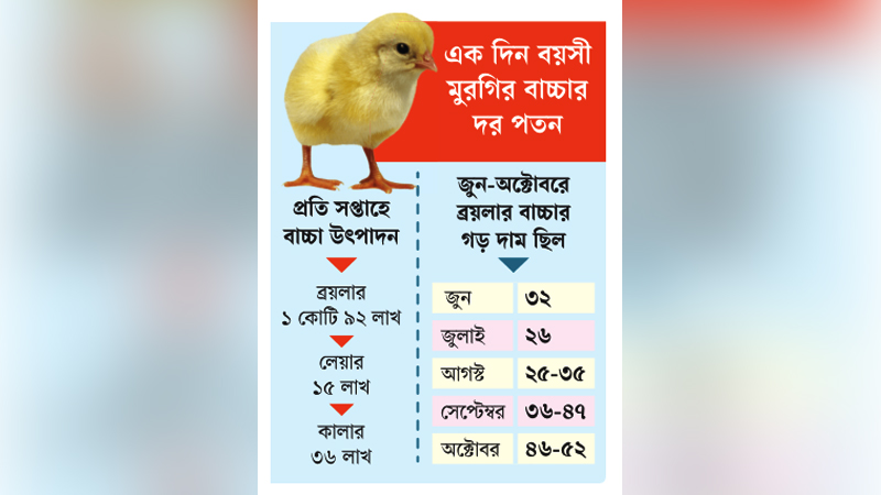 মুরগির বাচ্চা উৎপাদনে আগ্রহ হারাচ্ছেন খামারিরা মুরগির বাচ্চা উৎপাদনে আগ্রহ হারাচ্ছেন খামারিরা