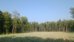 বনের জমি দখলের নতুন কৌশল আনারস চাষ
