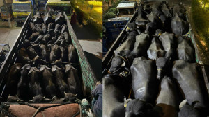 ডাকাতির এক ঘণ্টার মধ্যেই উদ্ধার ৪৬ মহিষসহ দুই ট্রাক, গ্রেপ্তা‌র ১