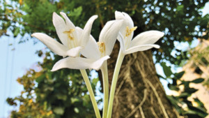 হেমন্তে ঝরা হিমঝুরি