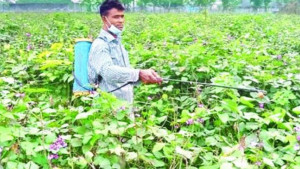 ফসলে অনিয়ন্ত্রিত কীটনাশক, স্বাস্থ্যঝুঁকি