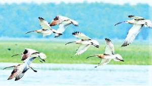 পরিযায়ী পাখির আশ্রয়