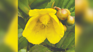 ঝোপাল চালতার কথা