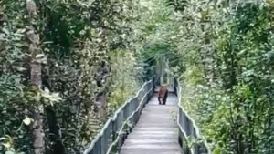 সুন্দরবনে আবারও বাঘের দেখা পেলেন পর্যটকরা