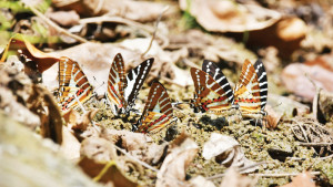 প্রজাপতি: প্রকৃতির নীরব রক্ষাকবচ