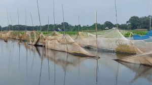 জলাশয়জুড়ে নিষিদ্ধ জাল নির্বিচারে মাছ শিকার