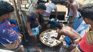 ঘাটে ফিরছে পচা ইলিশভর্তি ট্রলার
