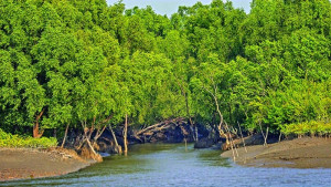 সুন্দরবন থেকে ছয় জেলেকে অপহরণ করল ভারতীয় জলদস্যুরা