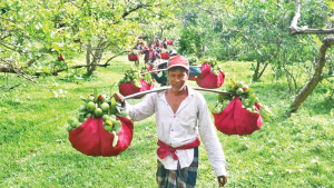 কাঞ্চননগরের পেয়ারা