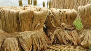 কাঁচা পাট রপ্তানিতে সরকারের অনুমতি লাগবে 