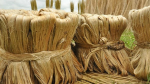 ১০ দিন পর ফের মিলল কাঁচা পাট রপ্তানির অনুমতি 
