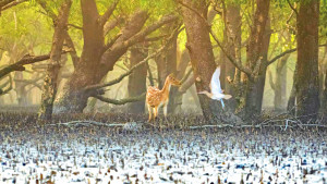 বিস্ময়, ভয় আর মায়াবী সুন্দরবন