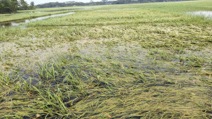 বীজ সংকটে আমন আবাদ  নিয়ে শঙ্কায় কৃষক