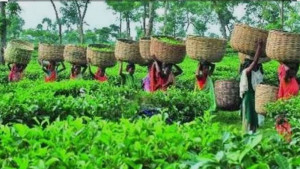 নানা সংকটে মাধবপুরের চা শিল্প