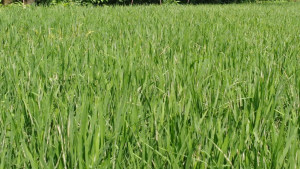 পোকার সঙ্গে পাতা মোড়ানো রোগ, দিশেহারা আমন চাষি
