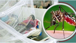 ডেঙ্গুতে তিনজনের মৃত্যু  হাসপাতালে ভর্তি ৭৩৫