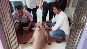 চিকিৎসা পেতে হাসপাতালে হাজির হনুমান