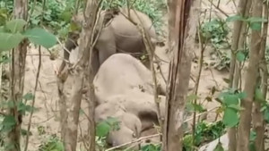 বন্য হাতির মৃত্যু, শোকে কাতর সঙ্গী দাঁড়িয়ে পাশে
