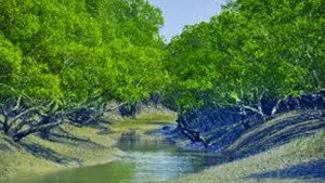ঝড়ে সুন্দরবনে নৌকাডুবি, নিখোঁজ ৪ মৌয়াল