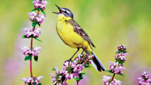 বদলে যাচ্ছে পাখির স্বভাব