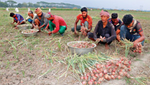 মাঠের হাসি বাজারে গিয়ে মলিন