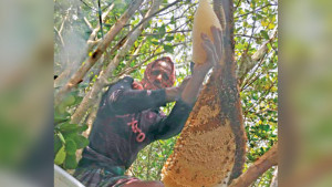 মৌয়ালের মনে বনদস্যুর ভয়