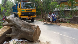 রাস্তার বাঁকে বাঁকে মরা গাছ  অপসারণের উদ্যোগ নেই