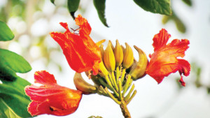 আফ্রিকার ‘রুদ্রপলাশ’ ঢাকায় যেভাবে এলো