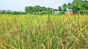 ‘জিএইউ ধান-৪’ চাষের সময় কম, ফলনে চমক