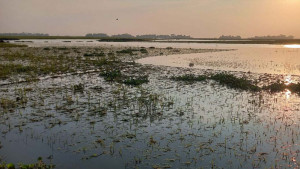 বৃষ্টির পানিতে তলিয়ে গেছে ২ হাজার বিঘা জমির ধান