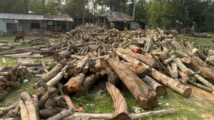 বনের চিঠি আমলে নিচ্ছে না বিদ্যুৎ