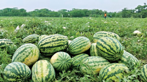 জৈব পদ্ধতিতে তরমুজ চাষ, খরচ কম, স্বাদ বেশি