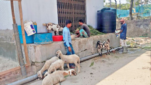 বিশুদ্ধ পানি সরবরাহের স্থাপনায়  নির্বাহী কর্মকর্তার দুম্বার খামার