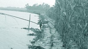 তিস্তার ভাঙনে নেই টেকসই সমাধান