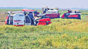 হাওরে ধান কাটা শুরু, ডিজেল সংকট নিয়ে উদ্বেগে কৃষক