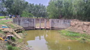 হাজারবিঘী বিলে অবৈধ বাঁধ ডুবছে ৫ হাজার বিঘা ধান