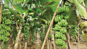 কৃষিতে নতুন সম্ভাবনা টিস্যু কালচার