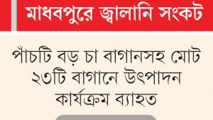 থমকে আছে হারভেস্টার বন্ধ বাগানের চা উৎপাদন