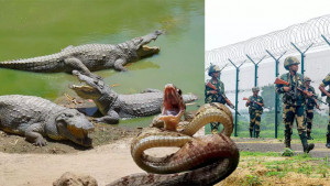 সাপ-কুমির নাগরিক চিনবে?